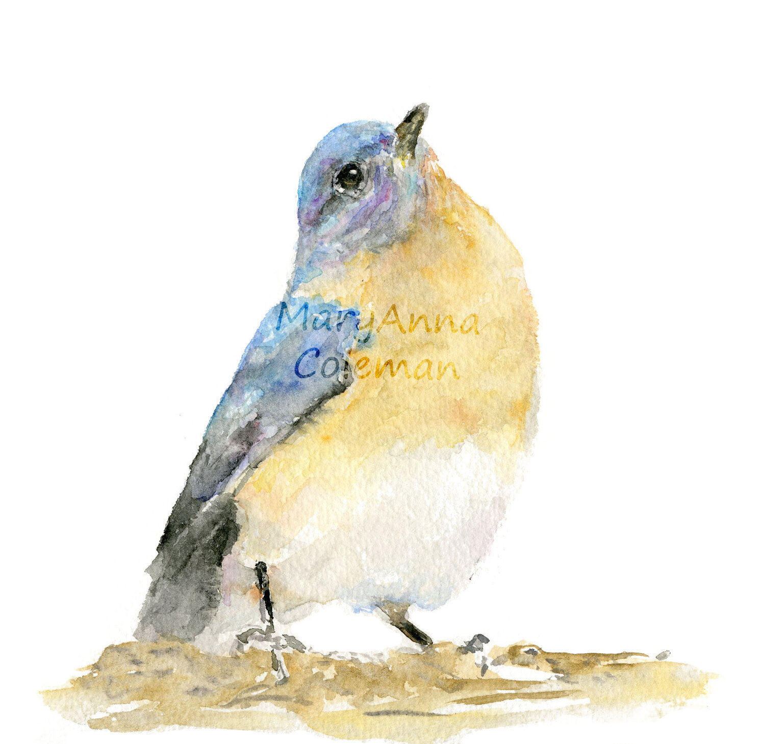 BirdLookingUpWhite.jpg